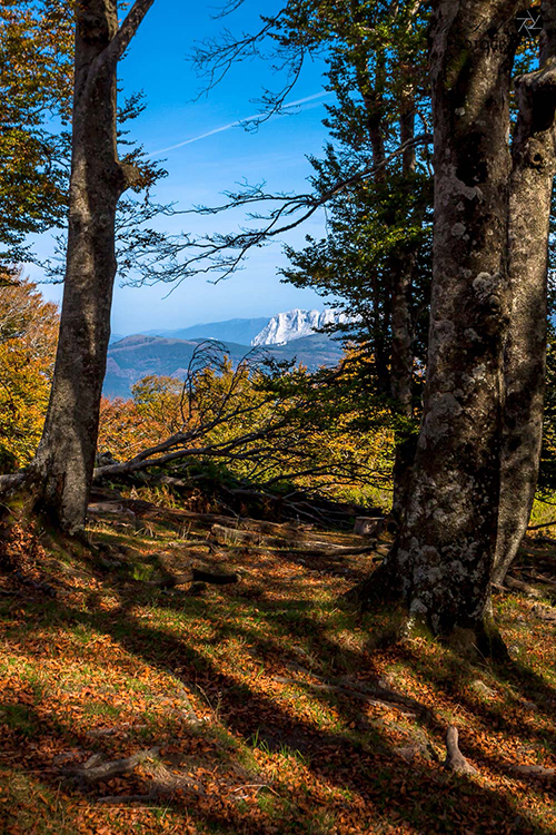 Ruta Gorbea